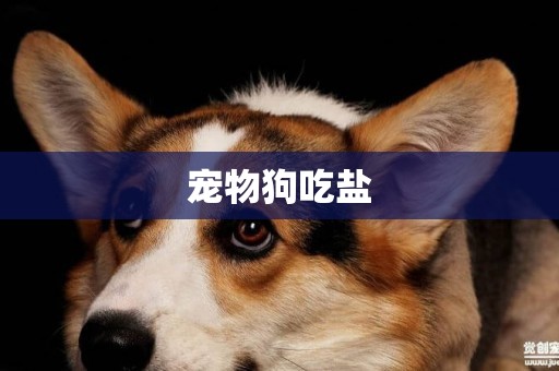寵物狗吃鹽