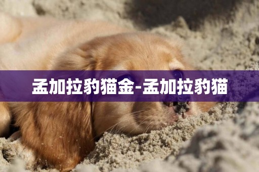 孟加拉豹貓金-孟加拉豹貓