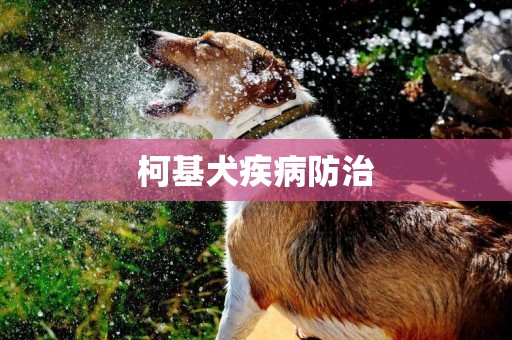 柯基犬疾病防治