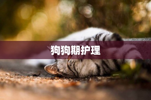 狗狗期護理