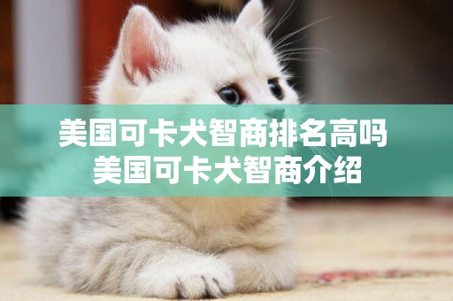美國可卡犬智商排名高嗎 美國可卡犬智商介紹