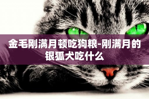 金毛剛滿月頓吃狗糧-剛滿月的銀狐犬吃什么