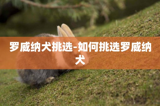 羅威納犬挑選-如何挑選羅威納犬