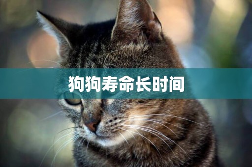 狗狗壽命長時間