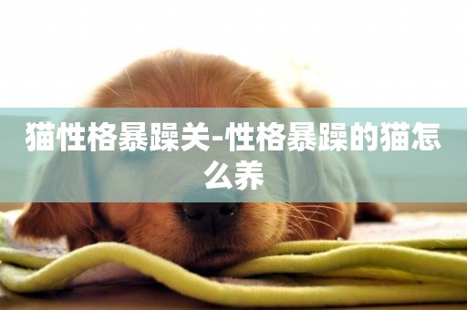 貓性格暴躁關-性格暴躁的貓怎么養