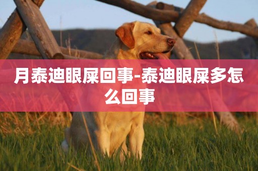 月泰迪眼屎回事-泰迪眼屎多怎么回事