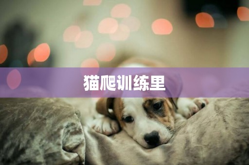 貓爬訓練里