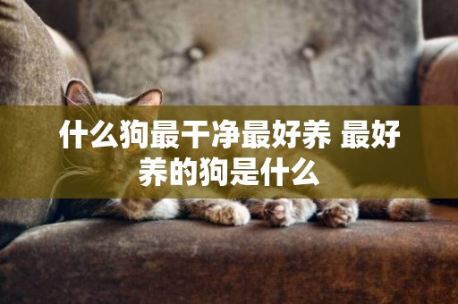 什么狗最干凈最好養 最好養的狗是什么