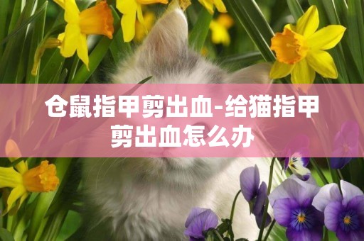 倉鼠指甲剪出血-給貓指甲剪出血怎么辦
