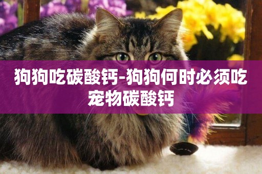 狗狗吃碳酸鈣-狗狗何時必須吃寵物碳酸鈣