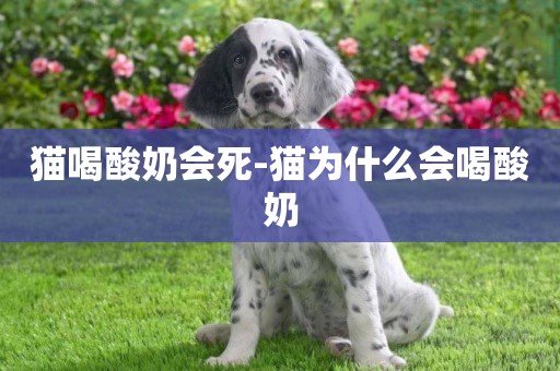 貓喝酸奶會死-貓為什么會喝酸奶
