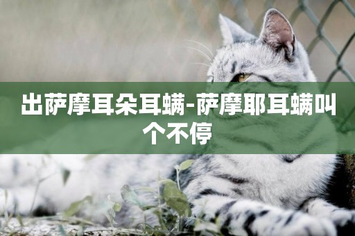 出薩摩耳朵耳螨-薩摩耶耳螨叫個不停
