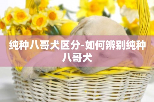 純種八哥犬區分-如何辨別純種八哥犬