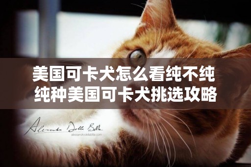 美國可卡犬怎么看純不純 純種美國可卡犬挑選攻略