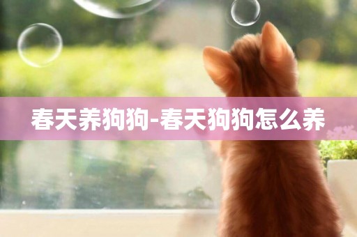春天養狗狗-春天狗狗怎么養