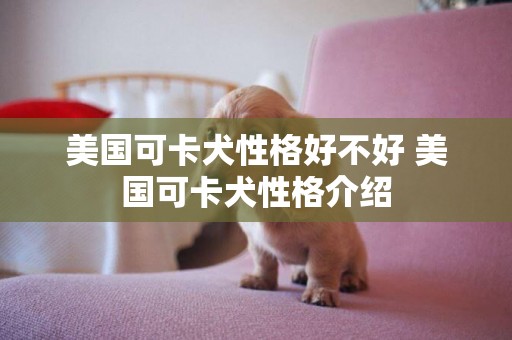 美國可卡犬性格好不好 美國可卡犬性格介紹