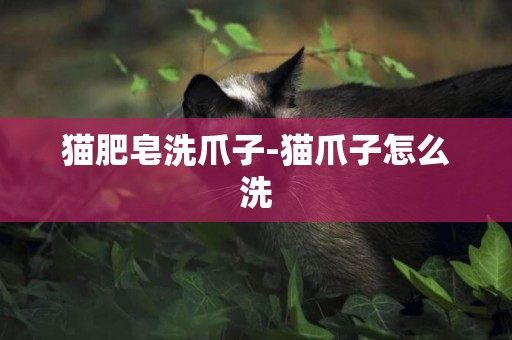 貓肥皂洗爪子-貓爪子怎么洗