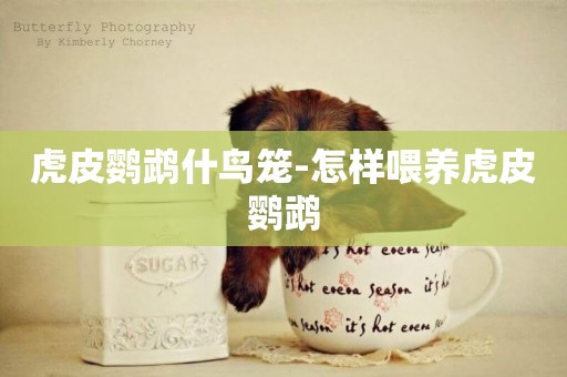 虎皮鸚鵡什鳥籠-怎樣喂養虎皮鸚鵡