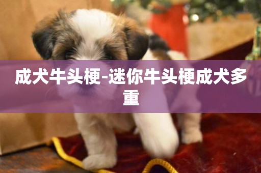 成犬牛頭梗-迷你牛頭梗成犬多重