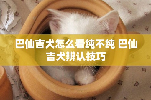 巴仙吉犬怎么看純不純 巴仙吉犬辨認技巧
