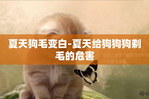 夏天狗毛變白-夏天給狗狗狗剃毛的危害