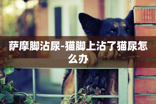 薩摩腳沾尿-貓腳上沾了貓尿怎么辦