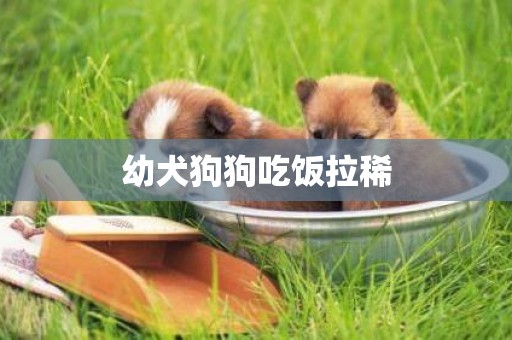 幼犬狗狗吃飯拉稀