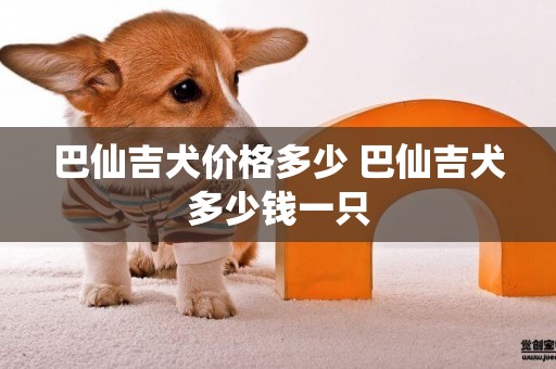 巴仙吉犬價格多少 巴仙吉犬多少錢一只