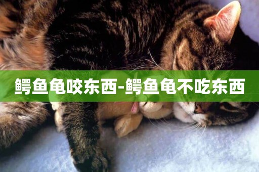 鱷魚龜咬東西-鱷魚龜不吃東西