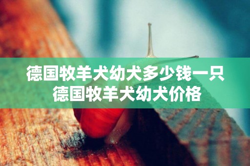德國牧羊犬幼犬多少錢一只 德國牧羊犬幼犬價格
