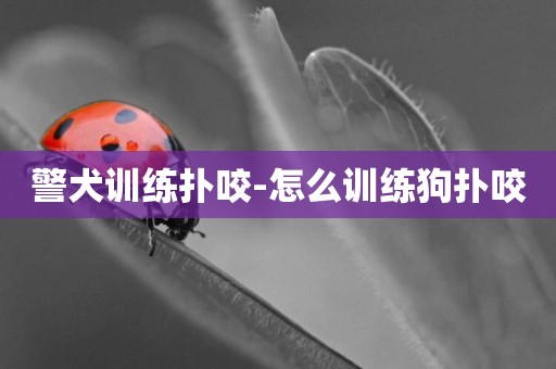 警犬訓練撲咬-怎么訓練狗撲咬