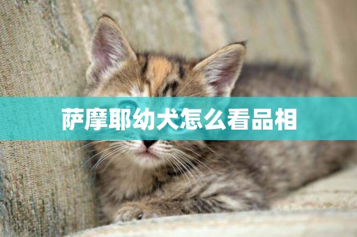 薩摩耶幼犬怎么看品相