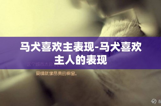 馬犬喜歡主表現-馬犬喜歡主人的表現