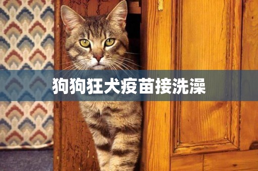 狗狗狂犬疫苗接洗澡
