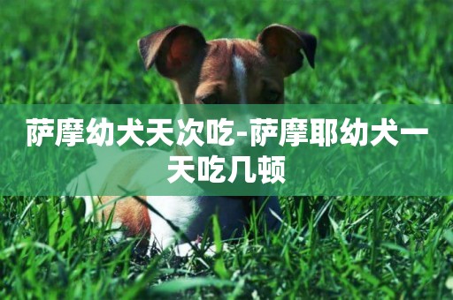 薩摩幼犬天次吃-薩摩耶幼犬一天吃幾頓