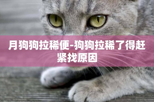 月狗狗拉稀便-狗狗拉稀了得趕緊找原因