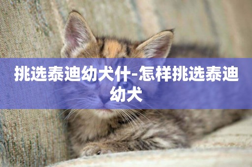 挑選泰迪幼犬什-怎樣挑選泰迪幼犬