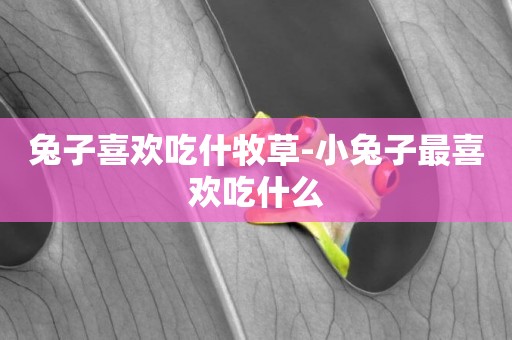 兔子喜歡吃什牧草-小兔子最喜歡吃什么
