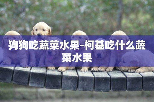 狗狗吃蔬菜水果-柯基吃什么蔬菜水果