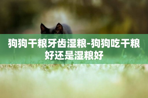 狗狗干糧牙齒濕糧-狗狗吃干糧好還是濕糧好