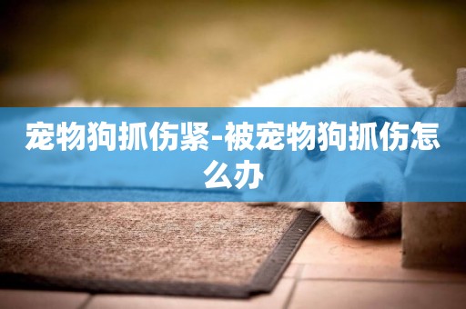 寵物狗抓傷緊-被寵物狗抓傷怎么辦