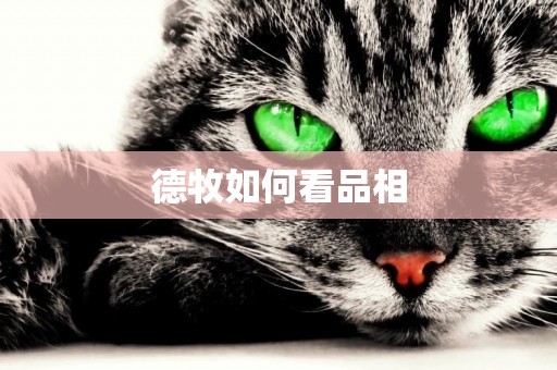 德牧如何看品相