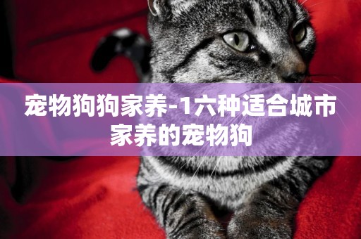 寵物狗狗家養-1六種適合城市家養的寵物狗