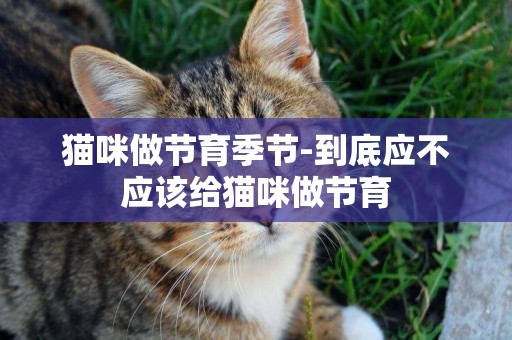 貓咪做節育季節-到底應不應該給貓咪做節育