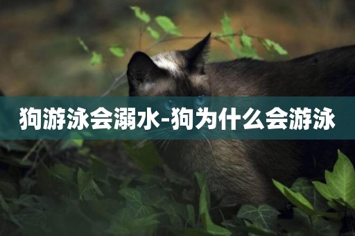 狗游泳會溺水-狗為什么會游泳