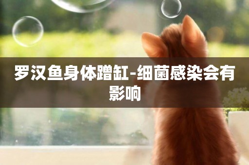 羅漢魚身體蹭缸-細菌感染會有影響