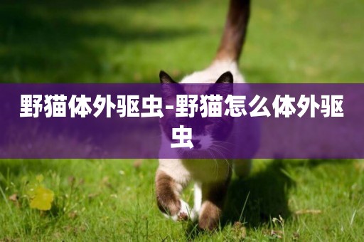 野貓體外驅蟲-野貓怎么體外驅蟲