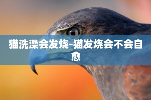 貓洗澡會發燒-貓發燒會不會自愈