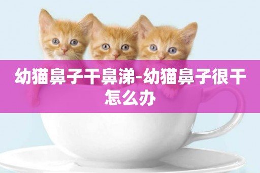 幼貓鼻子干鼻涕-幼貓鼻子很干怎么辦