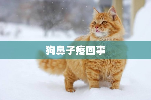 狗鼻子疼回事